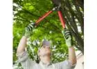 Best Tree Services in Tewantin