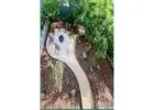 Best Landscape Design service in Tugun