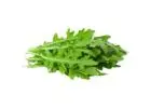Fresh Rocca Leaves in Dubai | Fresh Focus Food