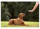 Best Dog Training in Murrieta