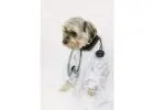 in home euthanasia san antonio