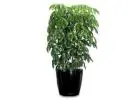 Indoor Plant Hire Melbourne – Fresh Plants for Any Space