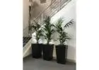 Indoor Plant Rental Victoria – Stylish Plants for Hire