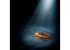Trusted Cockroach Pest Control Near Me – Book Experts Today