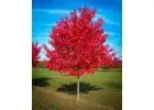 Autumn Blaze® Maple Tree for Sale | Fast-Growing, Fiery Fall Color | Free Delivery & Planting