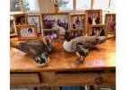 Best Pintail Decoys on Sale – Realistic Waterfowl for Every Collection