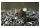 Best Mice Removal service in Abbey View