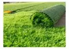 Top Artificial Grass Cost Perth Offers Available Now
