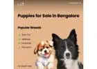 Healthy Beagle Puppies for Sale in Bangalore | Aubree.co.in