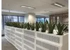 Corporate Plant Hire Melbourne – Elevate Your Office Environment