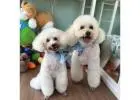 Get you pet the Best Dog Grooming in Potong Pasir
