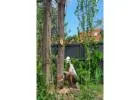 Best Tree Removal service in Eltham