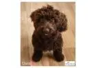 Get the best Puppy Training in Baldoyle