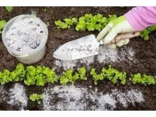 Enhance Your Garden Naturally with Diatomaceous Earth by Amol Minechem Limited! Enhance Your Garden Naturally with Diatomaceous Earth by Amol Minechem Limited!
