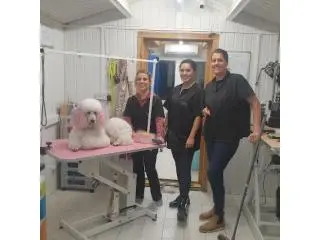 Get the best Dog Grooming Qualifications in Thorpe-le-Soken Get the best Dog Grooming Qualifications in Thorpe-le-Soken