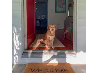 Trusted Pet Door Sales and Installation in Los Angeles for Happy Pets Trusted Pet Door Sales and Installation in Los Angeles for Happy Pets