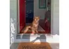 Trusted Pet Door Sales and Installation in Los Angeles for Happy Pets