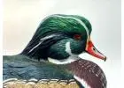 Buy Exquisite Decorative Duck Decoys Online | The Wooden Bird