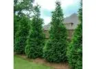 Tree Planting | Trees for Sale Naperville | Buy Direct from Farm with Delivery