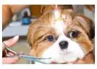 Best Pet Groomer in Titirangi