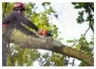 Best Tree Removal in Wildmill