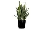 Indoor Plant Hire Services for Offices & Events