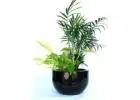 Best Indoor Plants Hire for Offices & Commercial Spaces