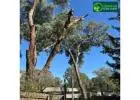 Professional Tree Removal Services in Beaumaris & Expert Tree Trimming Solutions