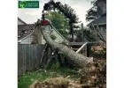 Tree Removal Services in Cheltenham for Safe and Stress-Free Results