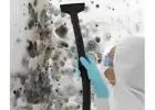 How Professional Mould Cleaning Protects Your Property