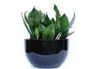 Best Hire Plants Melbourne Solutions at Affordable Prices