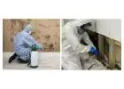 Emergency Mold Removal Melbourne Help?