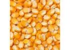 Pure and Natural Dry Corn in