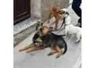 Experienced Dog Walking Services Near Me for All Breeds