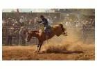 Explore Thrilling Live Rodeo Experiences
