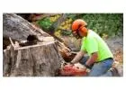 Best Tree Removals in Hawkshaw