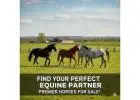 Find Your Perfect Equine Partner - Premier Horses for Sale!