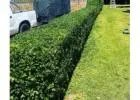 Best Hedge Pruning service in Lrymple