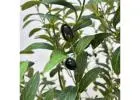 Artificial Olive Tree That Works in Almost Any Room
