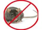 Best Rodent Control in Peel Village