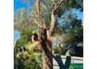 Professional Arborist Services in Melbourne for Safe and Healthy Trees