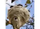 Best Wasp Nest Removal in Shephall