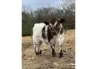 Buy mini highland cow miniature cattle for sale