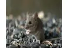 Best Mice Removal in Downtown Edmonton