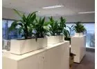Premium Corporate Plant Hire Melbourne for Modern Offices