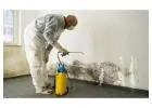 Best Mold Removal Service in Norma Triangle