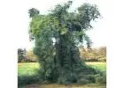 Shop Native Trees Online – iTrees.