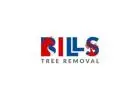 Tree Cutting Service Safe, Fast & Affordable Solutions
