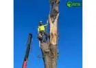 Professional Tree Removal Company Melbourne for Safe and Efficient Service