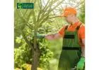 Palm Tree Removal Melbourne – Safe & Professional Tree Removal Services